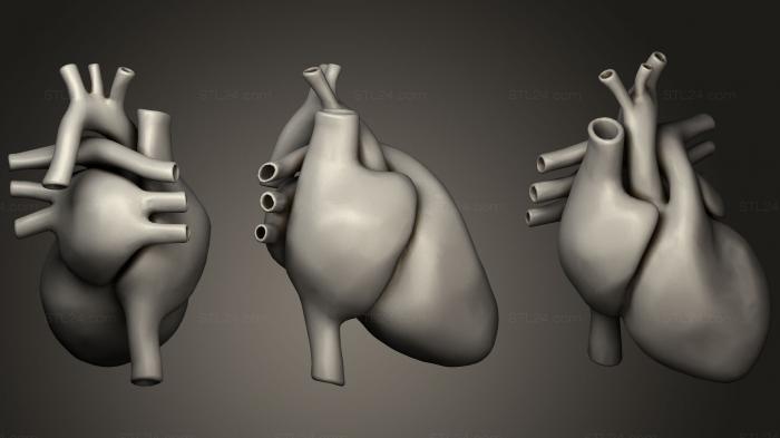 Анатомия скелеты и черепа (Сердце нормальный воксель, ANTM_1206) 3D модель для ЧПУ станка